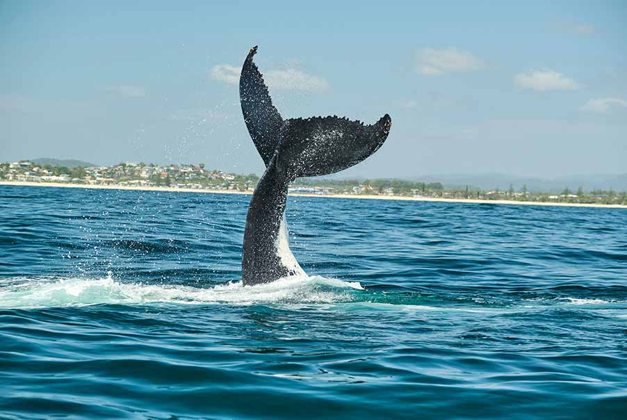 Whale Watching
